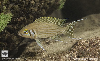 Neolamprologus pulcher 'Muzi'